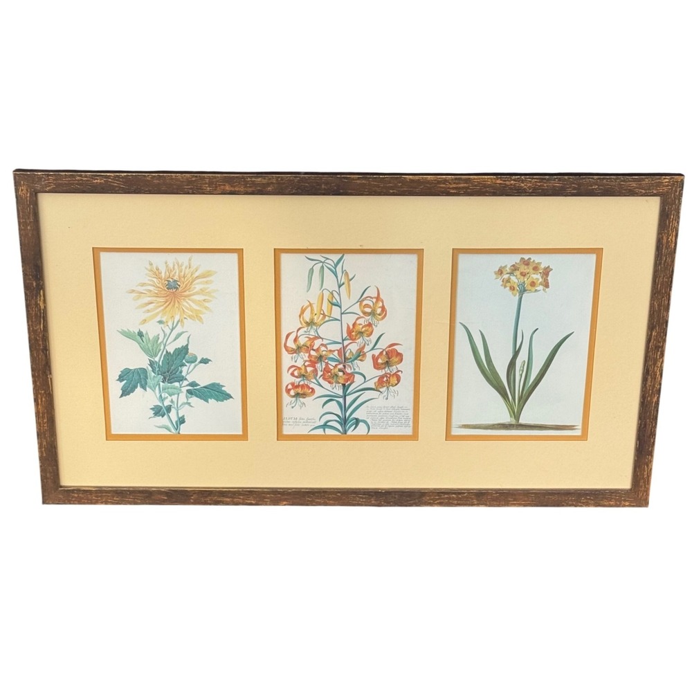 Vintage Botanical Triptych Framed Floral Art Prints Tiger Lily Chrysanthemum